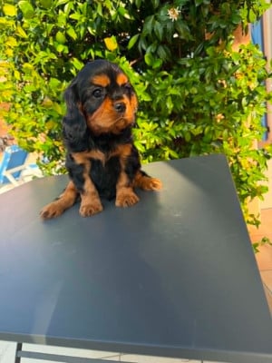 Les chiots de Cavalier King Charles Spaniel