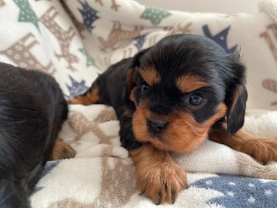 Les chiots de Cavalier King Charles Spaniel