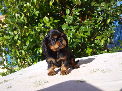 Les chiots de Cavalier King Charles Spaniel