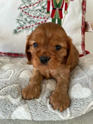 Les chiots de Cavalier King Charles Spaniel