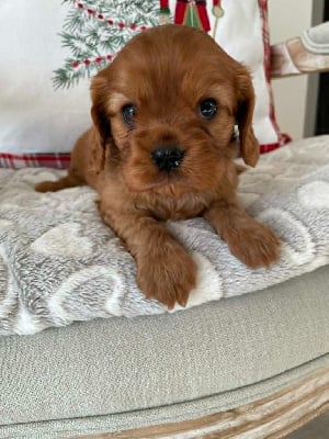 Les chiots de Cavalier King Charles Spaniel