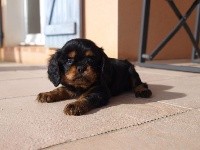 des brandes de beaulieu - Cavalier King Charles Spaniel - Portée née le 01/10/2018