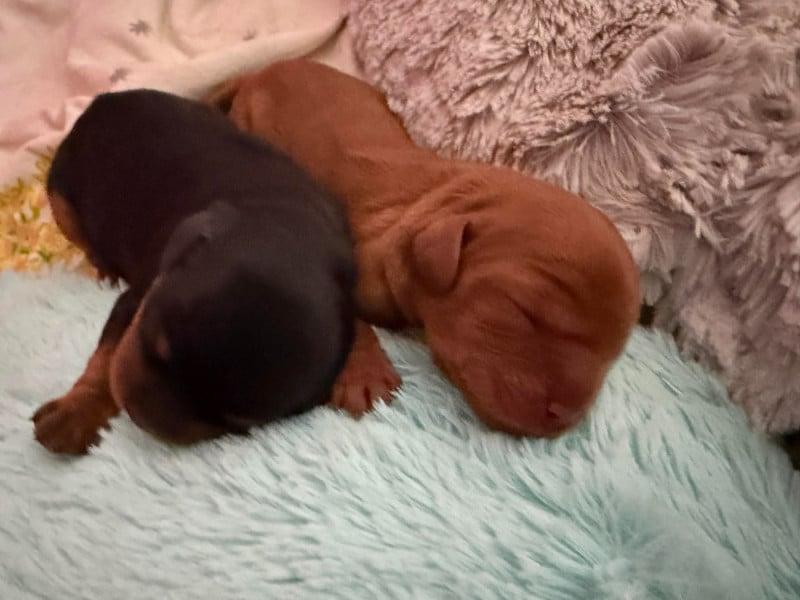 Cavalier King Charles Spaniel - des brandes de beaulieu