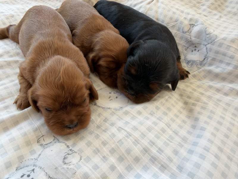 Cavalier King Charles Spaniel - des brandes de beaulieu