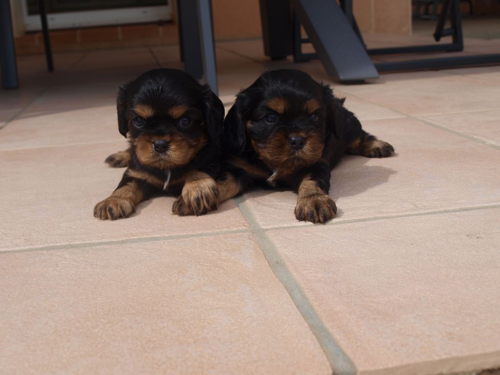 des brandes de beaulieu - Cavalier King Charles Spaniel - Portée née le 06/07/2018