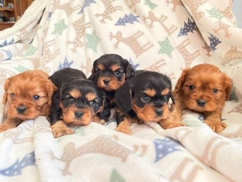 Cavalier King Charles Spaniel - des brandes de beaulieu