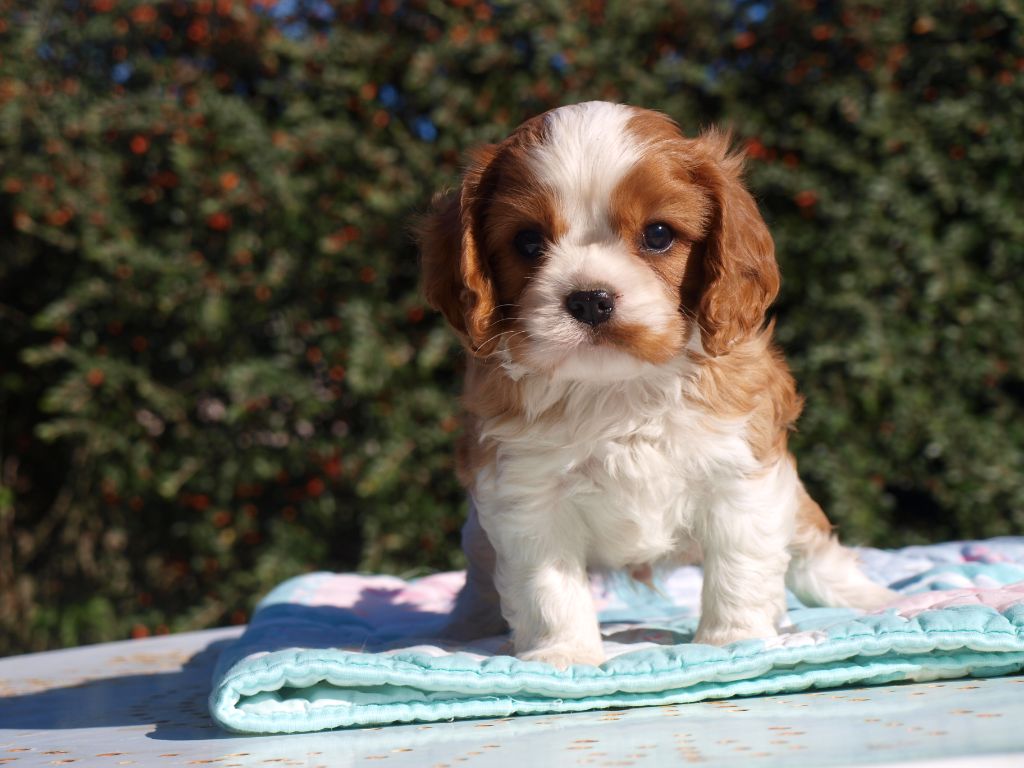 des brandes de beaulieu - Cavalier King Charles Spaniel - Portée née le 07/09/2018