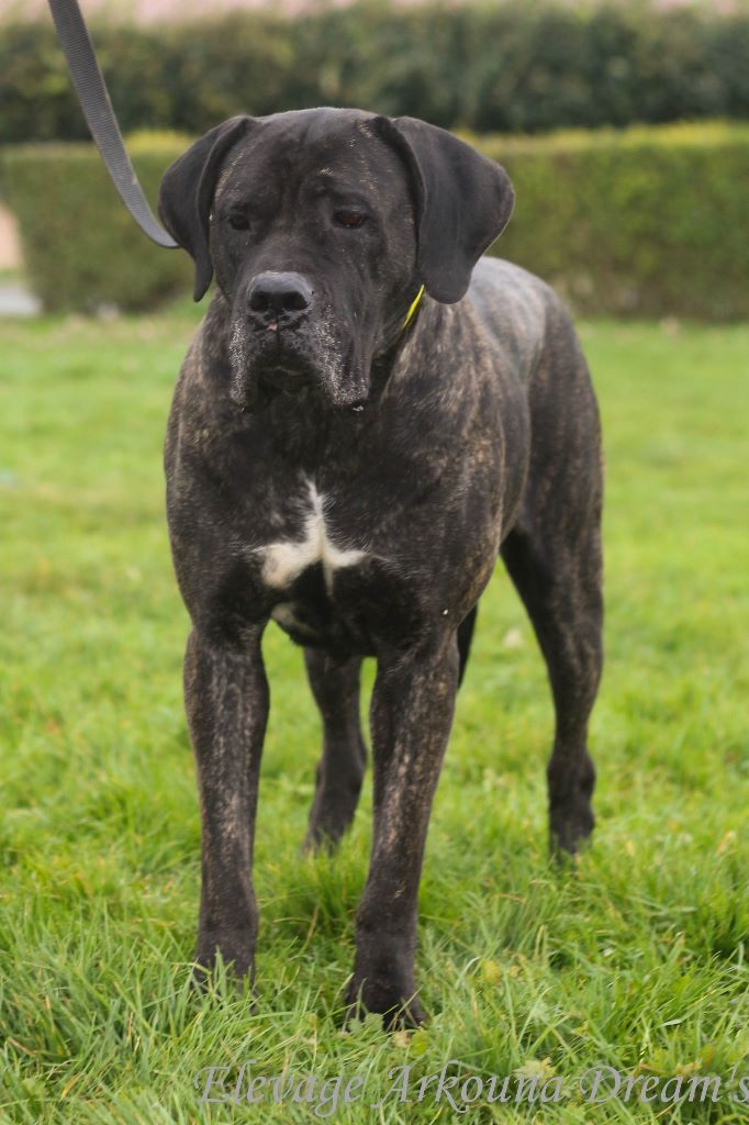 Publication : Arkouna Dream's