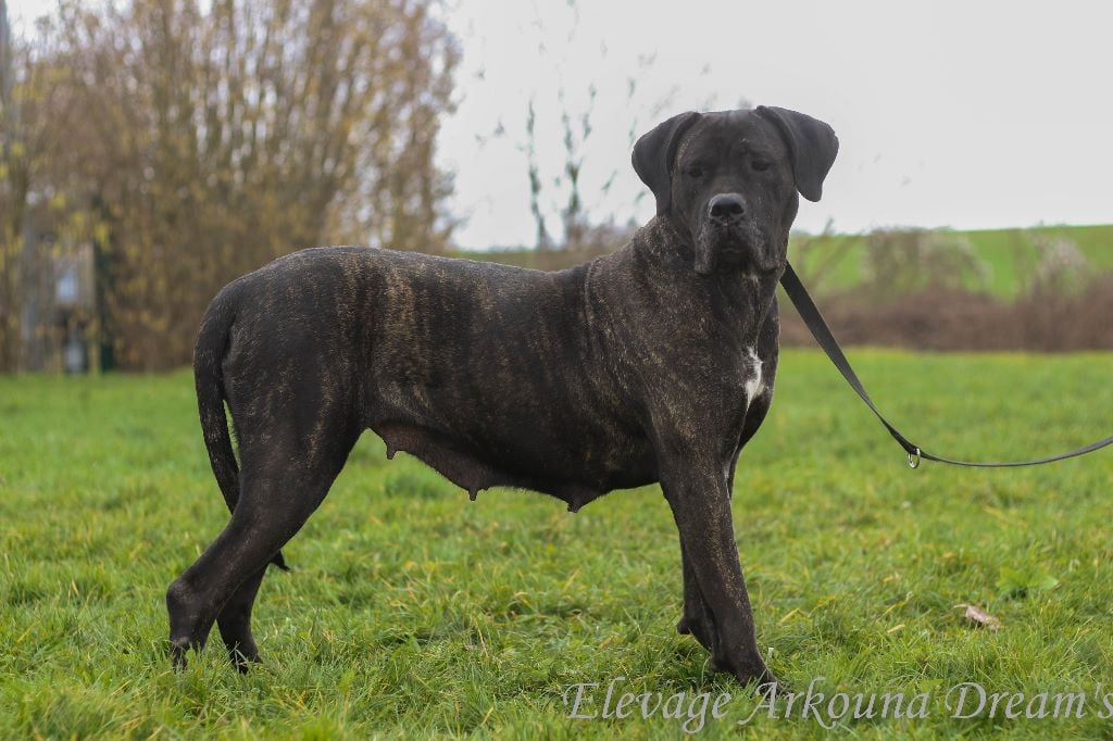 Publication : Arkouna Dream's