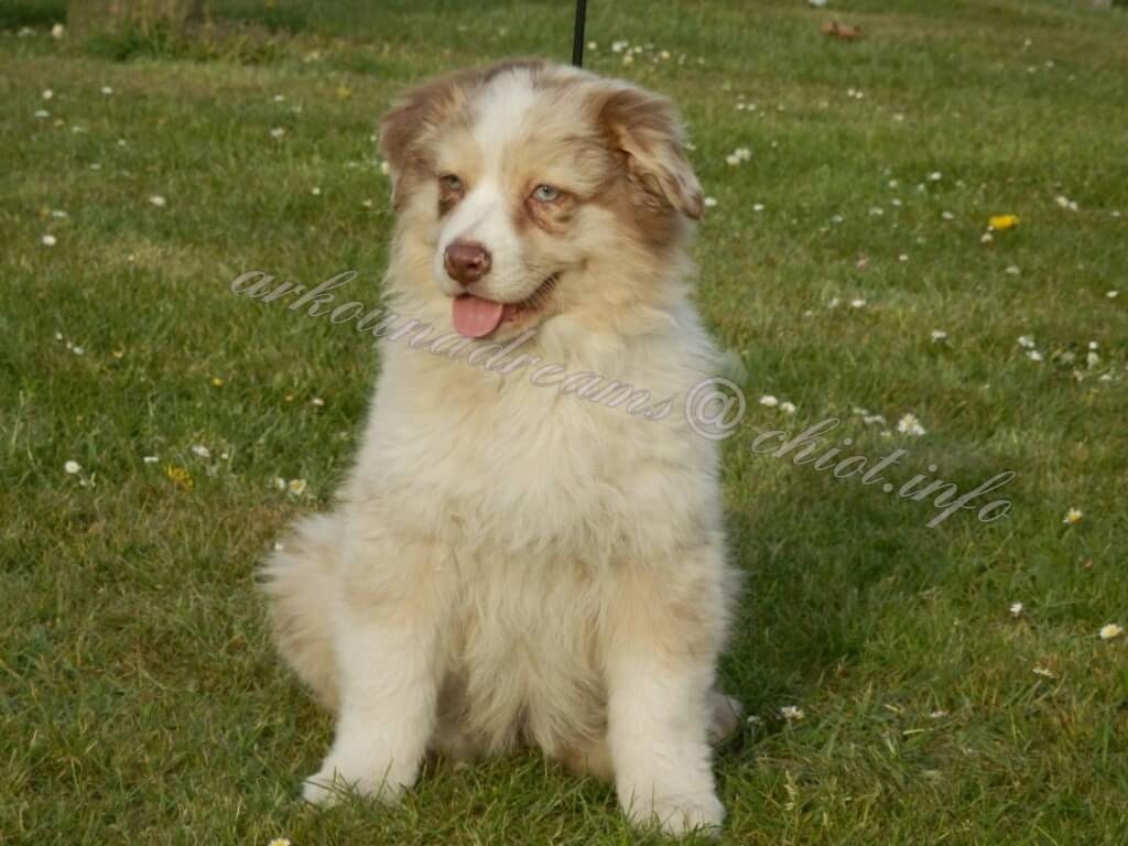 Publication : Arkouna Dream's