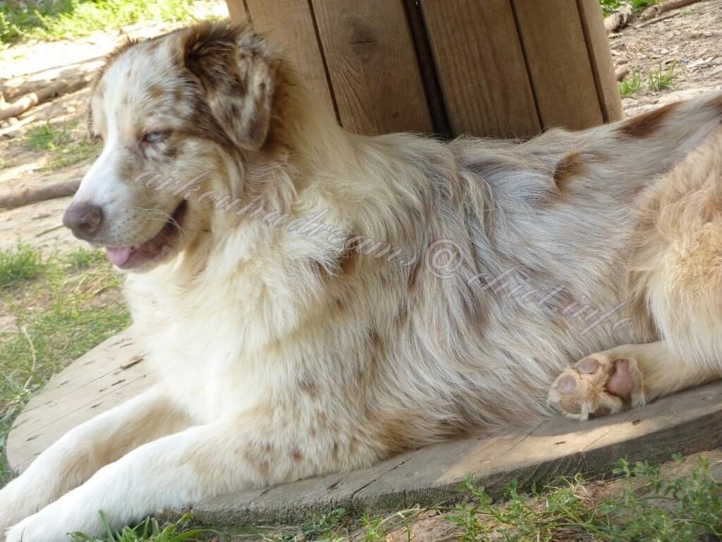 Publication : Arkouna Dream's