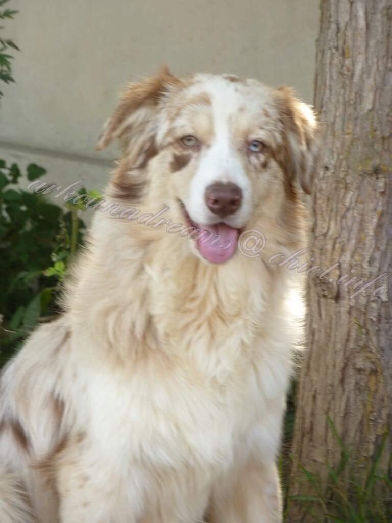 Publication : Arkouna Dream's