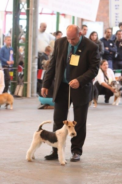 Wild card dit jason Of fair play - 1er Très Prometteur Meilleur PUPPY