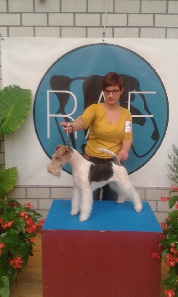 Wild card dit jason Of fair play - Excellent