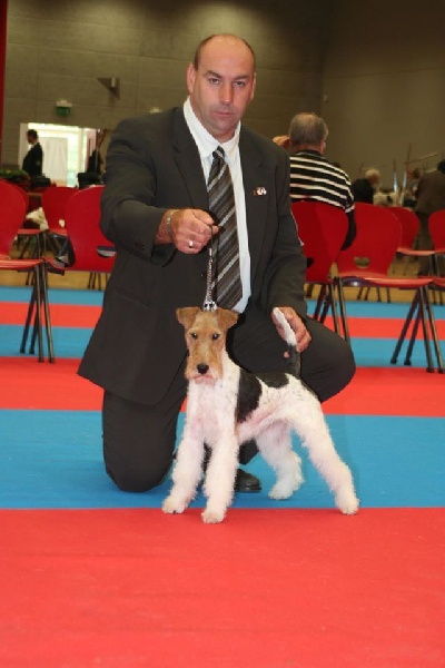 Jill v d bismarckquelle - 1 er Excellent