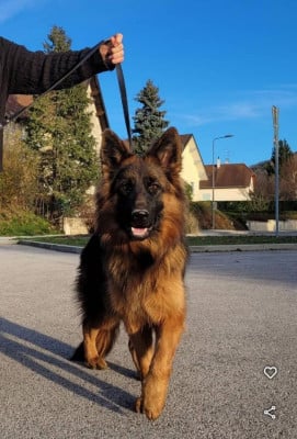 du logis des harfangs