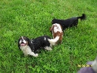 du logis des harfangs