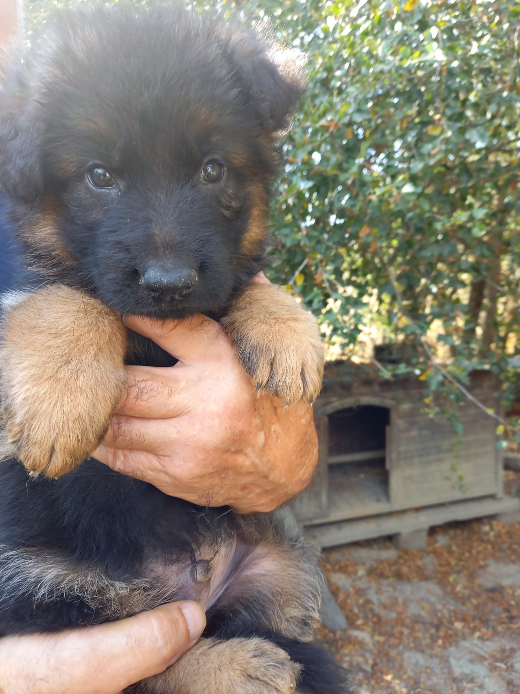 CHIOT 6 - Berger Allemand