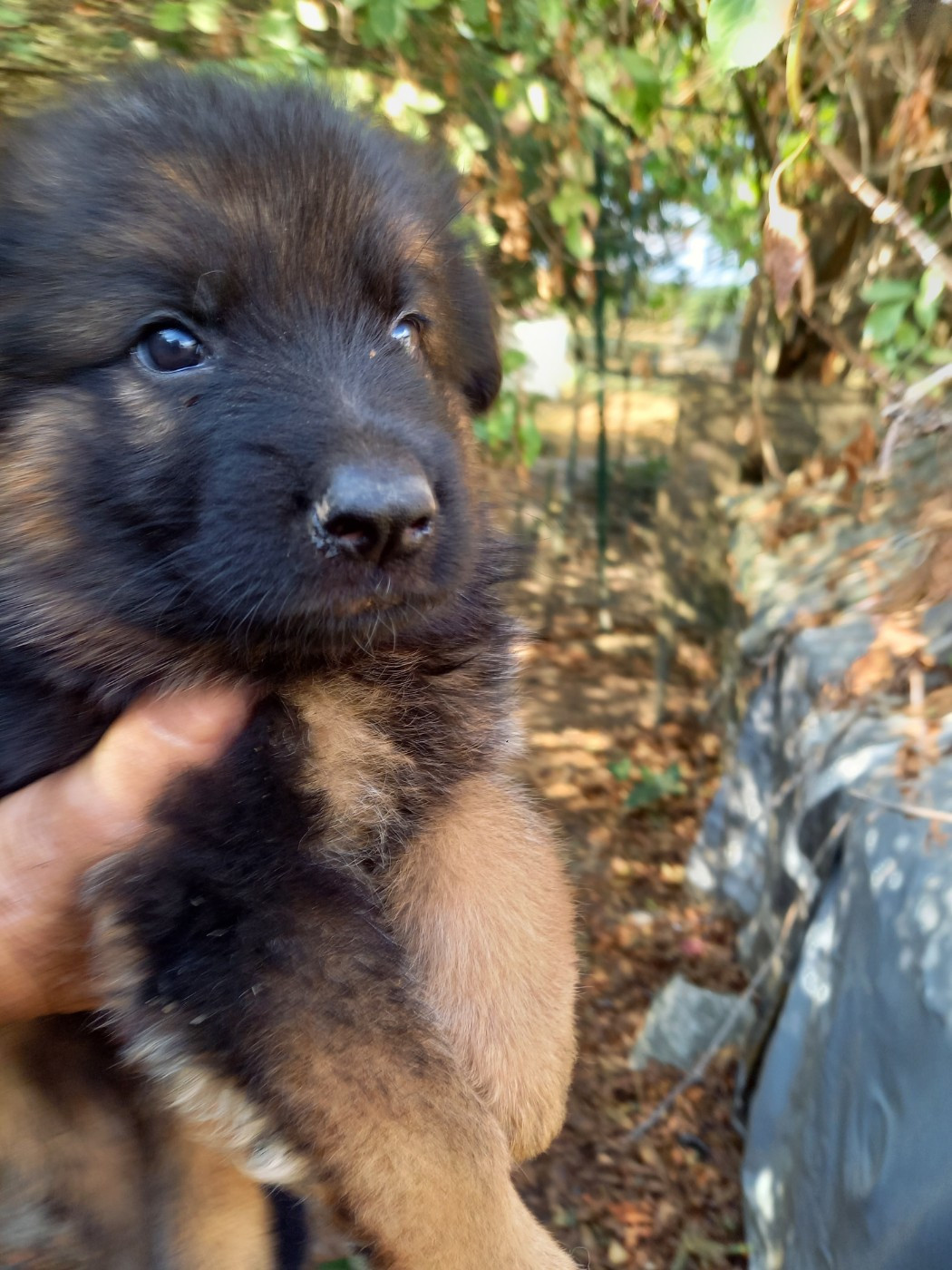 CHIOT 9 - Berger Allemand