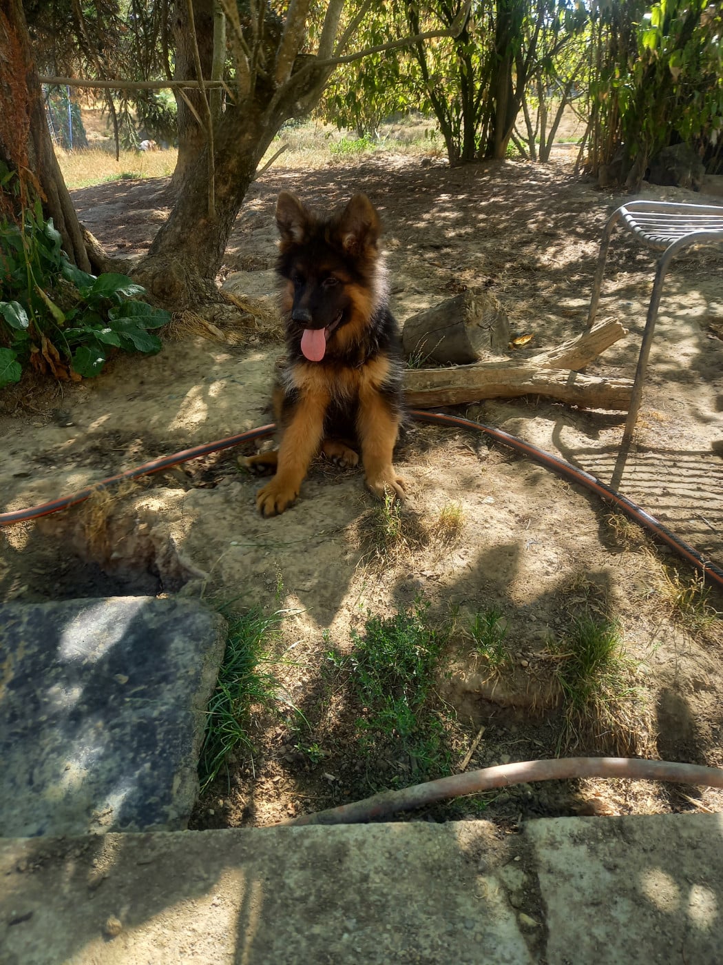 BENJI - Berger Allemand