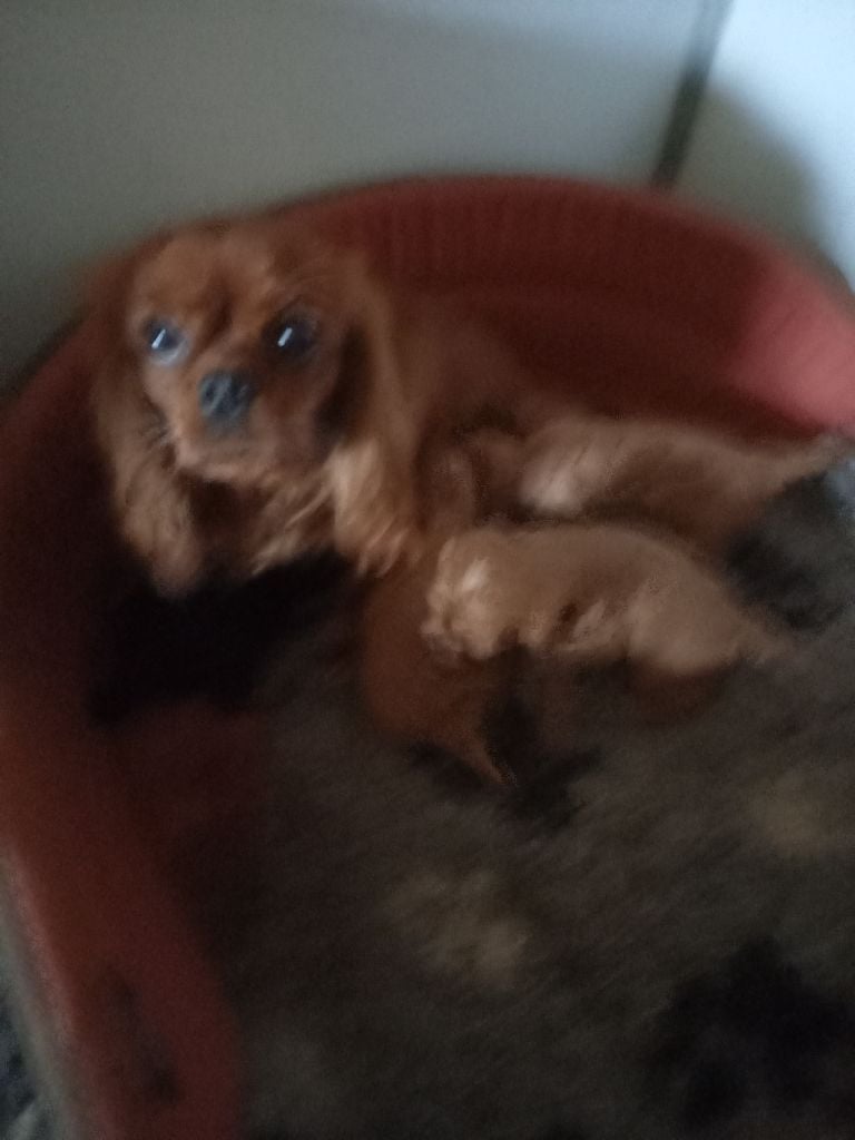 Cavalier King Charles Spaniel - du logis des harfangs