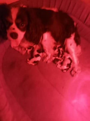 Les chiots de Cavalier King Charles Spaniel