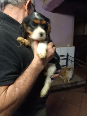 Les chiots de Cavalier King Charles Spaniel