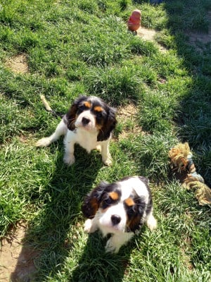 Les chiots de Cavalier King Charles Spaniel