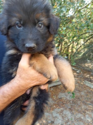 Les chiots de Berger Allemand