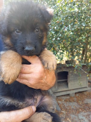 Les chiots de Berger Allemand
