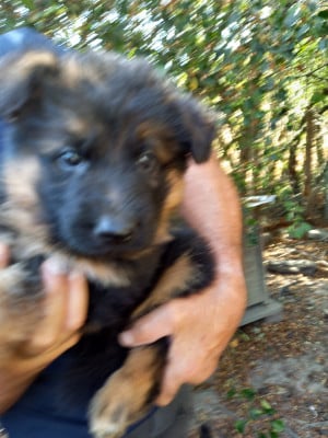 Les chiots de Berger Allemand