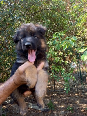 Les chiots de Berger Allemand