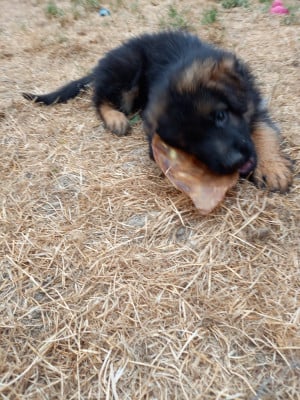 Les chiots de Berger Allemand