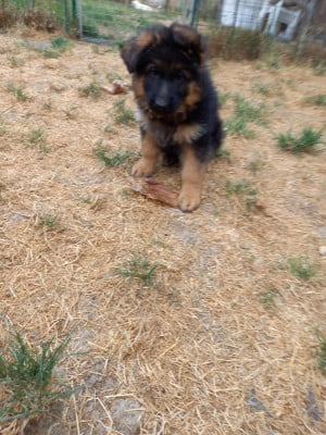 Les chiots de Berger Allemand
