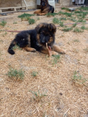 Les chiots de Berger Allemand