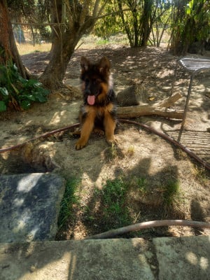 Les chiots de Berger Allemand