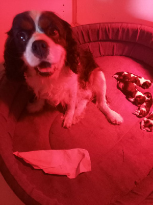 Les chiots de Cavalier King Charles Spaniel