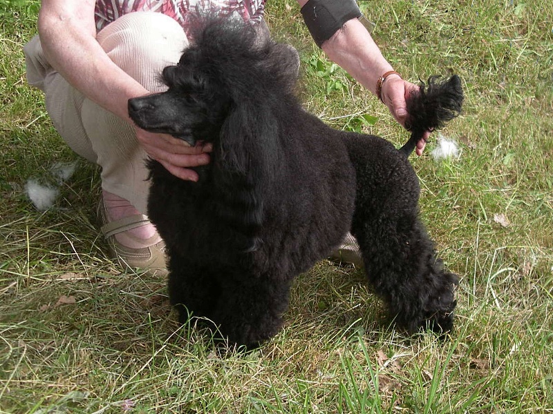 Publication : des relais de shangai Auteur : CLC