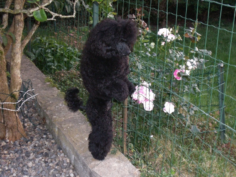 Publication : des relais de shangai Auteur : CLC