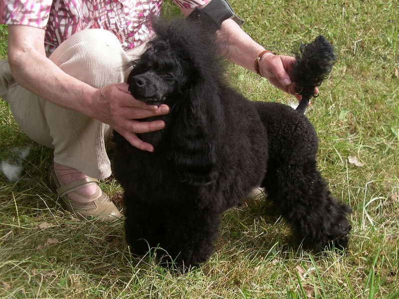 Publication : des relais de shangai Auteur : CLC