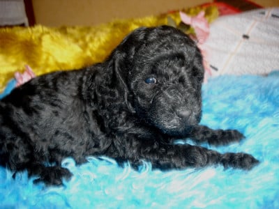 Les chiots de Caniche