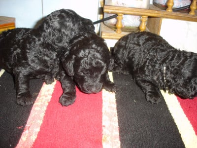 Les chiots de Caniche