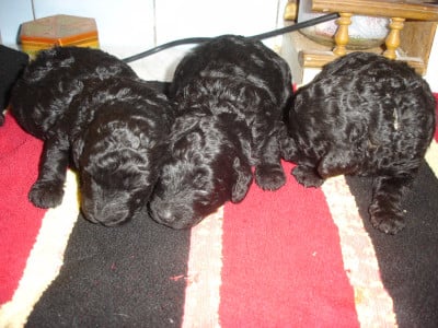 Les chiots de Caniche