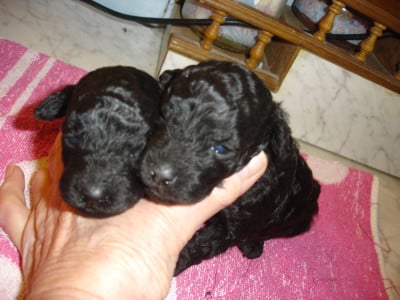 Les chiots de Caniche