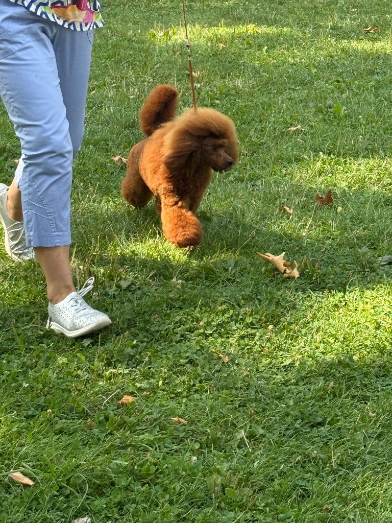 Vahiné Du pré moussey