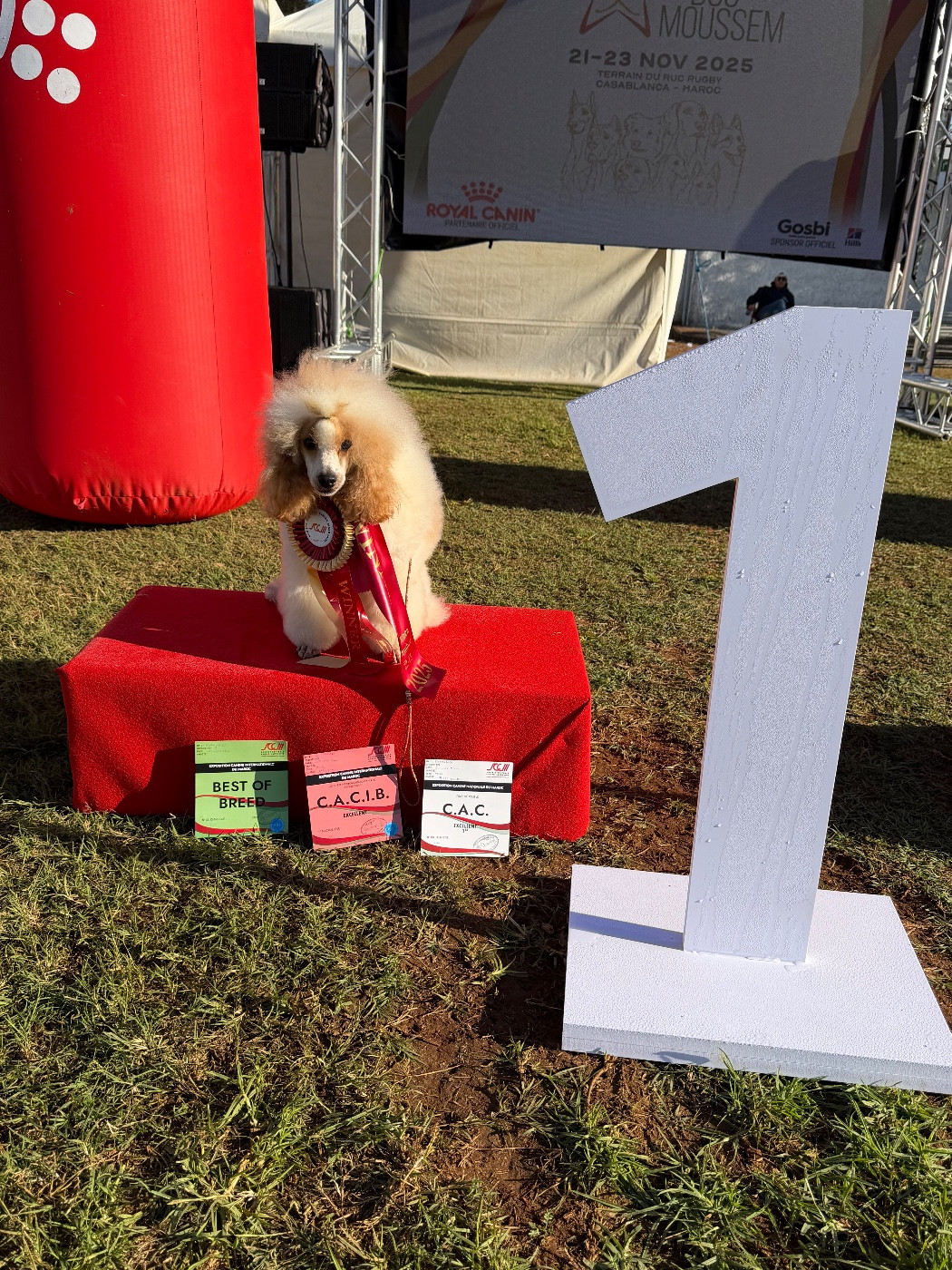 CH. Eqlipse boy brilliant of blaked