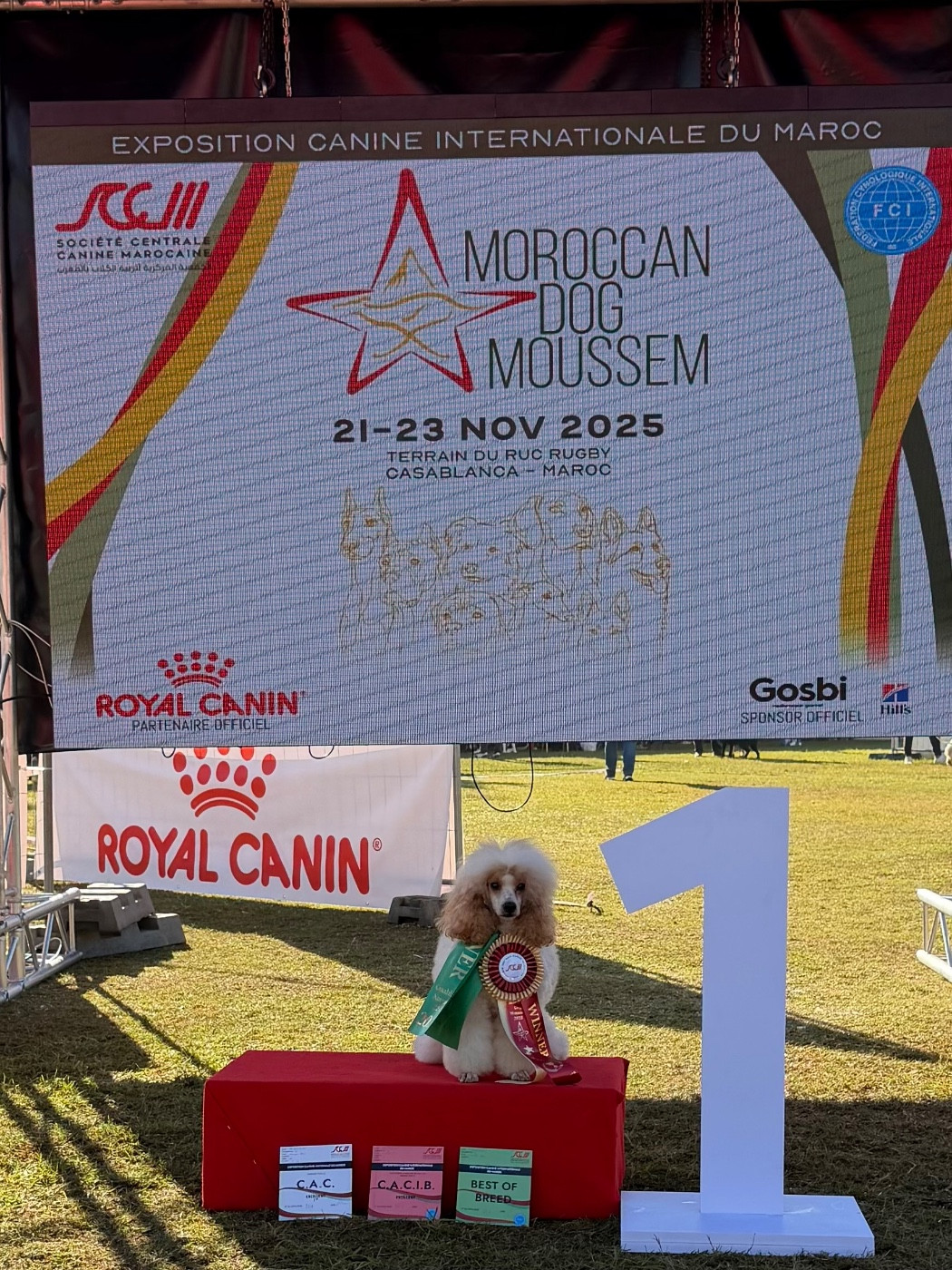 CH. Eqlipse boy brilliant of blaked