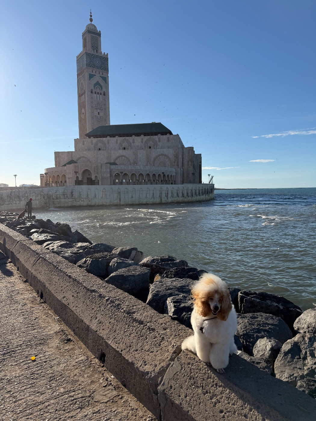 CH. Eqlipse boy brilliant of blaked