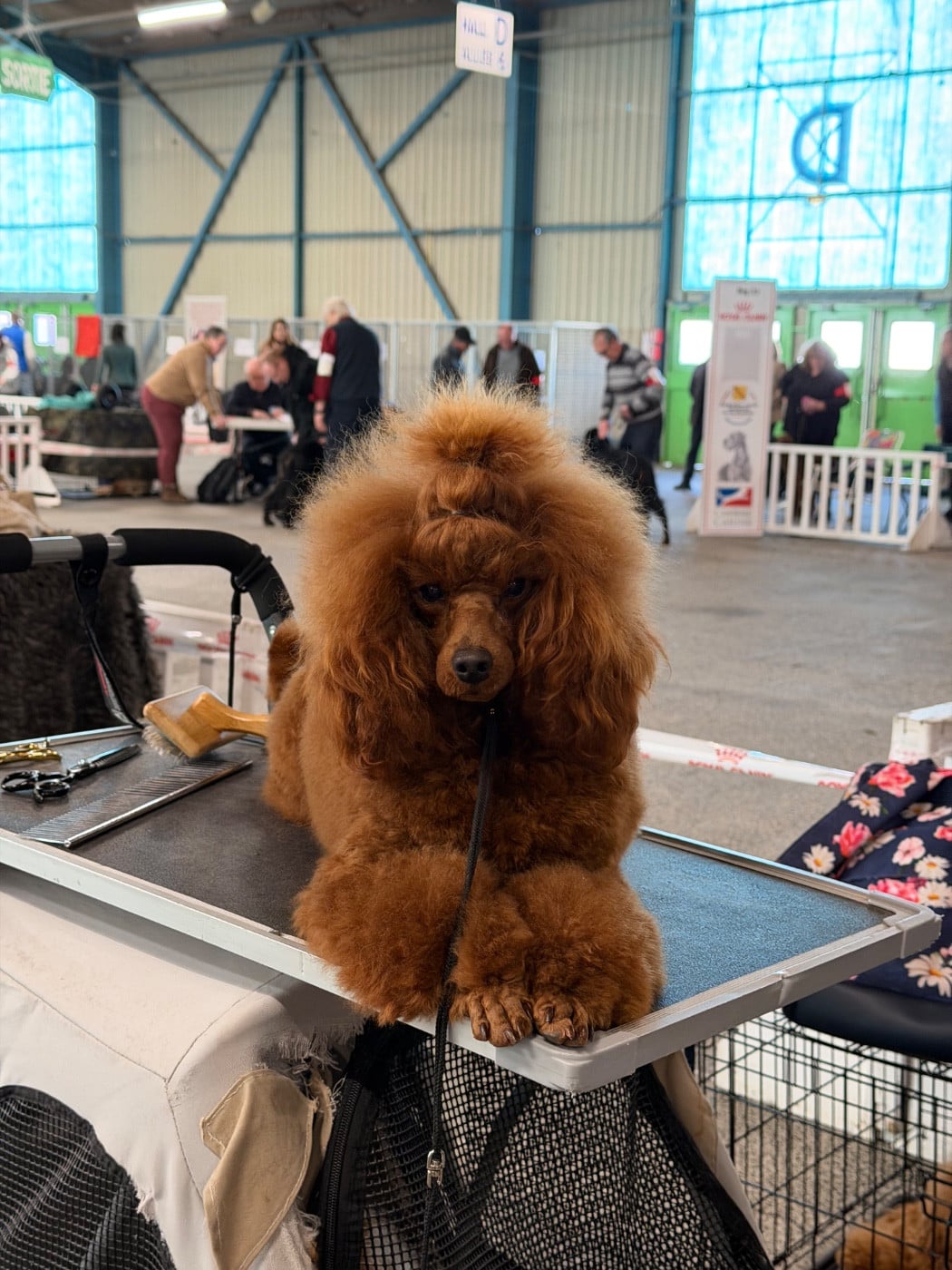 Publication : Du pré moussey Auteur : Justine Poupon