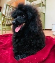 Reglisse Du pré moussey